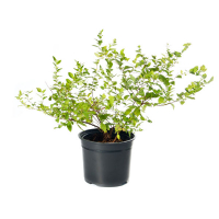 Спирея японская Голден Принцесс купить