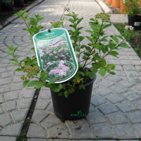 Спирея японская Литтл Принцесс купить