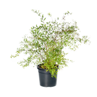 Спирея пепельная (серая) Грефшейм купить