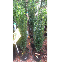 Падуб городчастий Грін Фастігіату купить