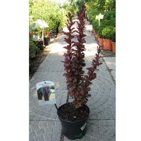 Барбарис купить