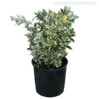 Бересклет Форчуна 