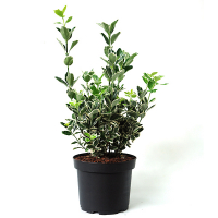 Бересклет japonicus 'Kathy' купить