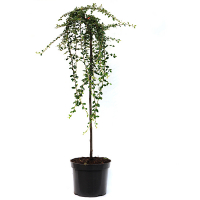 Кизильник (Cotoneaster Suecicus Juliette) купить