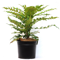 Магония купить