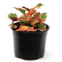 Хауттюйния сердцевидная (Houttuynia cordata) купить