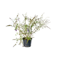 Буддлея микс (Buddleia) купить
