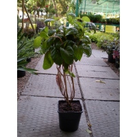 Вейгела Wings Of Fire купить