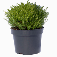 Хебе Bond купить