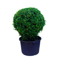 Самшит (буксус) вічнозелений, форма: куля купить