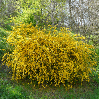Керрия японская Пленифлора купить