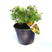 Лапчатка кустарниковая 