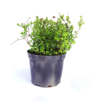 Спирея японская Литтл Принцесс купить