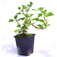 Крыжовник купить