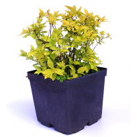 Спирея голден купить