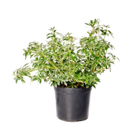 Керрия (Kerria) купить