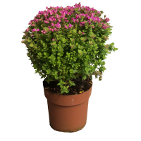 Истод (Polygala Сhamaebuxus) купить