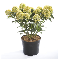 Скиммия купить