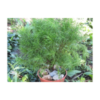 Сантоліна зелена купить