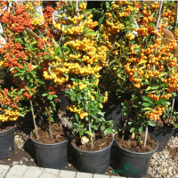 Піраканта купить