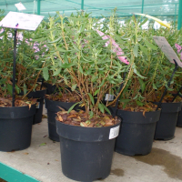 Кальмия узколистная купить