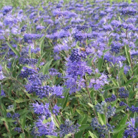 Кариоптерис кландонский 