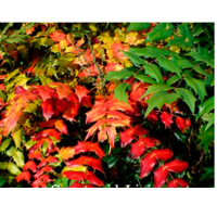 Магонія падуболістна atropurpure купить