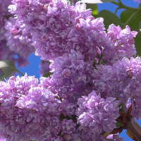 Сирень купить