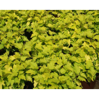 Пузыреплодник купить