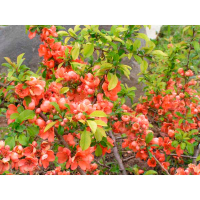 Хеномелес японский купить