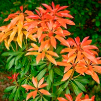 Пиерис японский Forest Flame купить