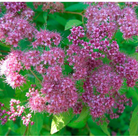 Спирея японская Голден Принцесс купить