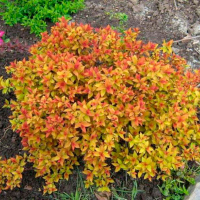 Спірея купить