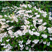 Дейция шершавая купить