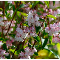 Дейція гібридна Строберрі Філдс купить