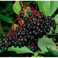 Бузина черная Ева купить