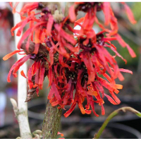 Гамамелис купить