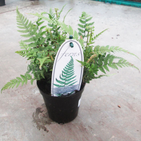 Варенс купить