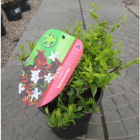 Абелія купить