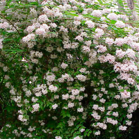 Кольквиция (Kolkwitzia Аmabilis) купить