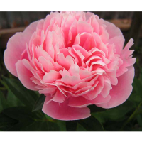 Пион  Bianco Koshino купить