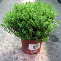 Хебе Emerald Green купить