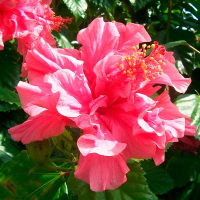 Гібіскус (Hibiscus) купить