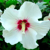 Гибискус stam (Syriacus) купить