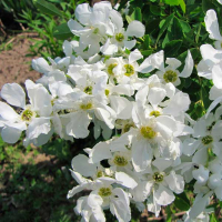 Экзохорда крупноцветковая 