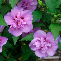 Гібіскус сирійський купить