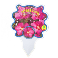 Гибискус stam купить