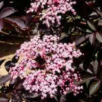 Бузина чорна 