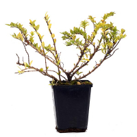 Жимолість блискуча Maigrun купить