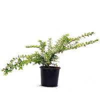 Жимолість купить